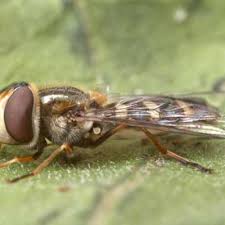 Attēlu rezultāti vaicājumam “Eupeodes nielseni”