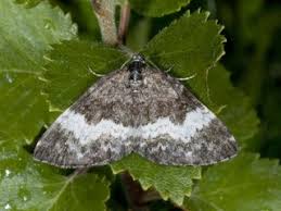 Attēlu rezultāti vaicājumam “Spargania luctuata”