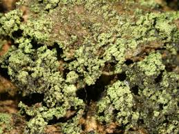 Attēlu rezultāti vaicājumam “Arthonia leucopellaea”