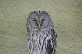 Attēlu rezultāti vaicājumam “Strix uralensis”