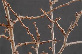 Attēlu rezultāti vaicājumam “Prunus spinosa”