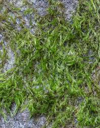 Attēlu rezultāti vaicājumam “Homomallium incurvatum”