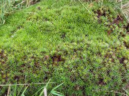 Attēlu rezultāti vaicājumam “Polytrichum juniperinum sporophyte”