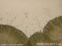 Attēlu rezultāti vaicājumam “Vibrissea decolorans”