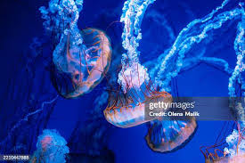 Attēlu rezultāti vaicājumam “Scyphozoa”