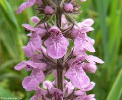 Attēlu rezultāti vaicājumam “Stachys palustris bud”