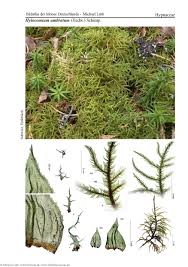 Attēlu rezultāti vaicājumam “Hylocomiastrum umbratum”