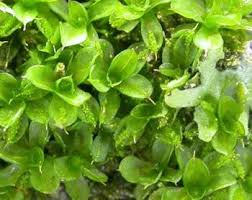 Attēlu rezultāti vaicājumam “Syntrichia latifolia”