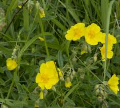 Attēlu rezultāti vaicājumam “Helianthemum nummularium flower”