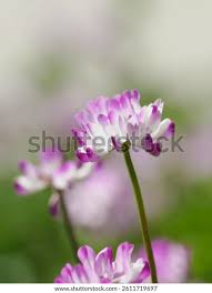 Attēlu rezultāti vaicājumam “Astragalus arenarius flower”