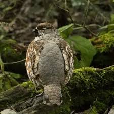Attēlu rezultāti vaicājumam “Bonasa bonasia eggs”