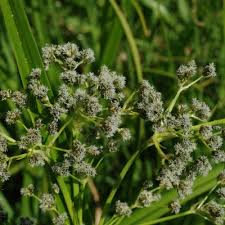 Attēlu rezultāti vaicājumam “Scirpus sylvaticus fruit”