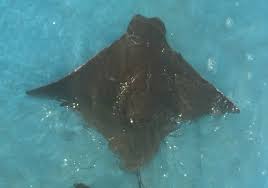 Image result for Hypanus say