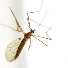 Attēlu rezultāti vaicājumam “Trichocera”