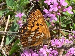Attēlu rezultāti vaicājumam “Hamearis lucina upperside”