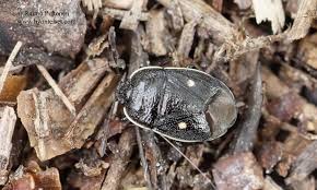 Attēlu rezultāti vaicājumam “Adomerus biguttatus”