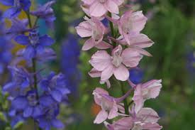 Image result for Consolida ajacis oder Consolida regalis