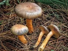 Attēlu rezultāti vaicājumam “Sporophagomyces chrysostomus”