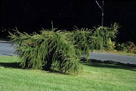 Attēlu rezultāti vaicājumam “Larix decidua”