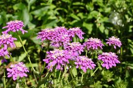 Image result for Iberis umbellata