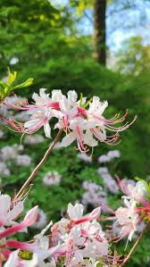 Attēlu rezultāti vaicājumam “Rhododendron periclymenoides”
