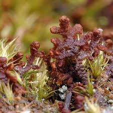 Attēlu rezultāti vaicājumam “Ptilidium ciliare”