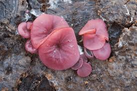 Attēlu rezultāti vaicājumam “Ascocoryne cylichnium”