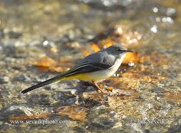 Attēlu rezultāti vaicājumam “Motacilla cinerea”