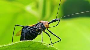 Image result for Coleoptera Curculionoidea