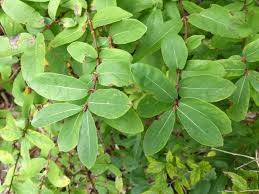 Attēlu rezultāti vaicājumam “Lonicera caerulea var. pallasii”