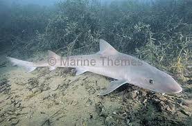 Image result for Mustelus antarcticus