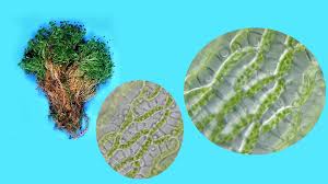 Attēlu rezultāti vaicājumam “Sphagnum centrale sporophyte”