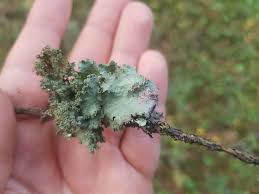 Attēlu rezultāti vaicājumam “Platismatia glauca”