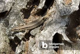 Attēlu rezultāti vaicājumam “Lacerta vivipara”