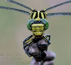 Attēlu rezultāti vaicājumam “Gomphus flavipes”
