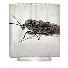 Attēlu rezultāti vaicājumam “Cynipidae”