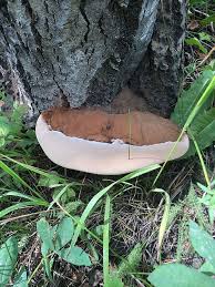 Attēlu rezultāti vaicājumam “Ganoderma applanatum”