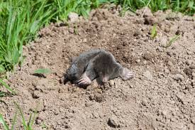 Attēlu rezultāti vaicājumam “Talpa europaea”