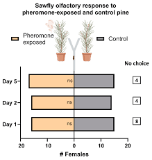 Attēlu rezultāti vaicājumam “Diprion pini male”