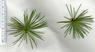 Attēlu rezultāti vaicājumam “Larix decidua var. polonica”