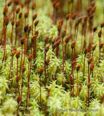 Attēlu rezultāti vaicājumam “Dichodontium pellucidum macro”