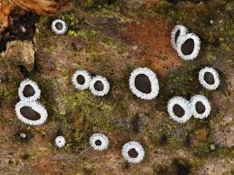 Attēlu rezultāti vaicājumam “Lachnella alboviolascens”