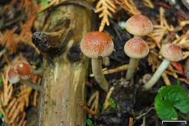 Attēlu rezultāti vaicājumam “Pholiota heteroclita”