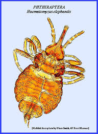 Attēlu rezultāti vaicājumam “Licea pygmaea sessile”