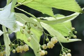 Attēlu rezultāti vaicājumam “Tilia platyphyllos Laciniata fruit”