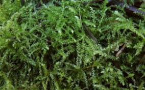 Attēlu rezultāti vaicājumam “Oxyrrhynchium hians var. rigidum”