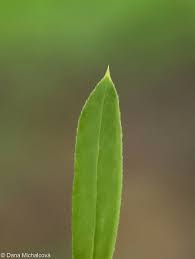 Attēlu rezultāti vaicājumam “Galium schultesii leaf”