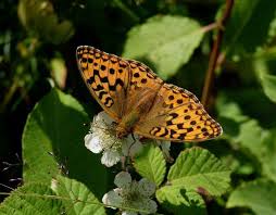 Attēlu rezultāti vaicājumam “Argynnis adippe underside”