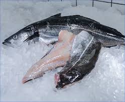 Image result for Pollachius virens