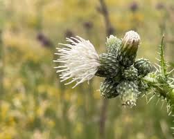Attēlu rezultāti vaicājumam “Cirsium palustre flower”